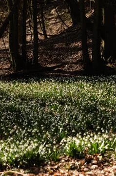 Snowflake sping flower Stock Photos