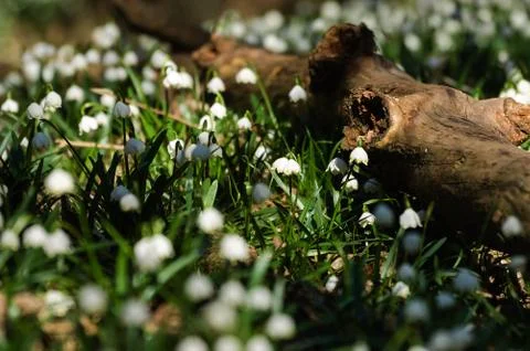Snowflake sping flower Foto stock