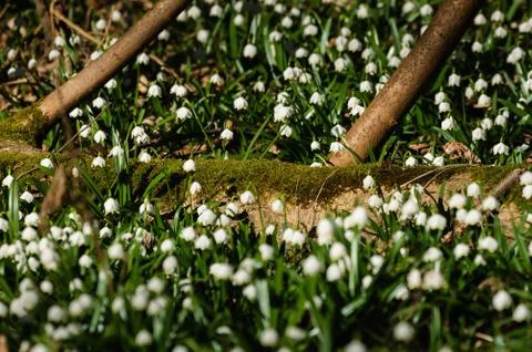 Snowflake sping flower Foto stock