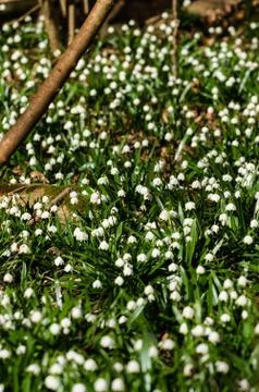 Snowflake sping flower Stock Photos