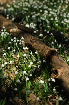 Snowflake sping flower Stock Photos