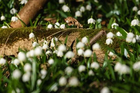Snowflake sping flower Foto stock
