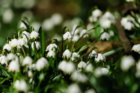 Snowflake sping flower Stock Photos