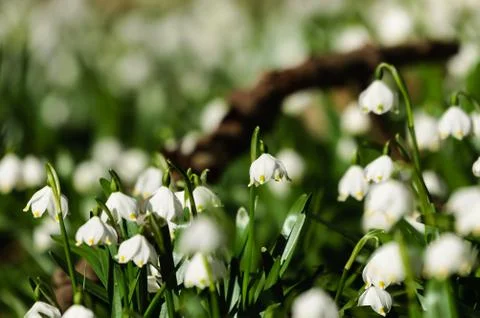 Snowflake sping flower Stock Photos