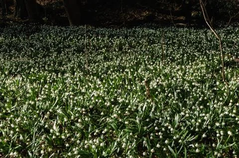 Snowflake sping flower Stock Photos