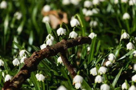 Snowflake sping flower Stock Photos
