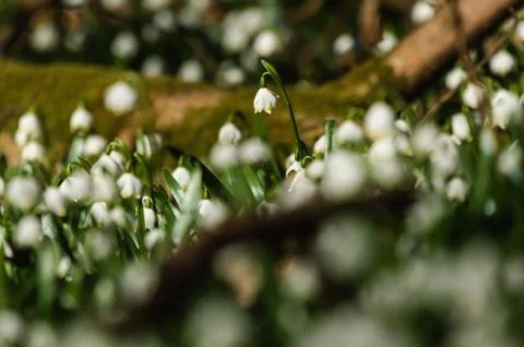 Snowflake sping flower Stock Photos