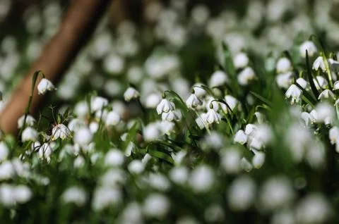 Snowflake sping flower Stock Photos