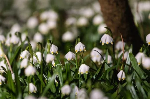 Snowflake sping flower Stock Photos