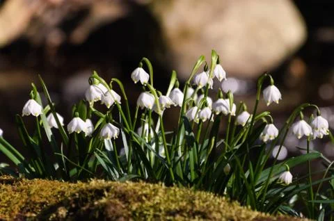 Snowflake sping flower Fotos de archivo