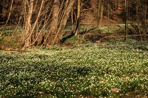Snowflake sping flower Stock Photos