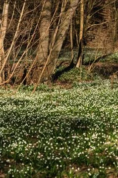 Snowflake sping flower Stock Photos