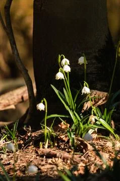 Snowflake sping flower Stock Photos