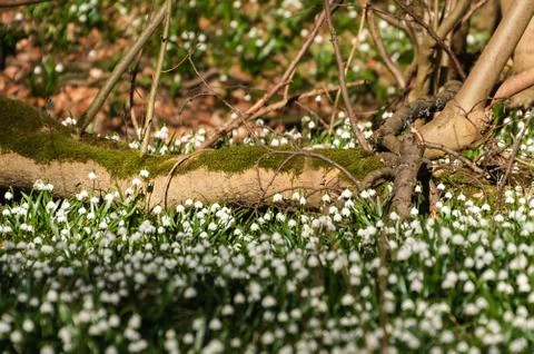 Snowflake sping flower Stock Photos