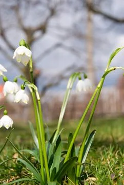 Snowflake at spring Stock Photos