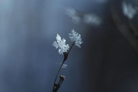 Snowflake on tip of dry grass Stock Photos