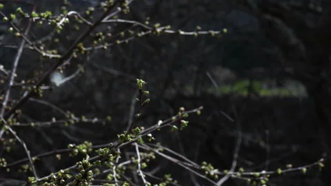 Snowflake whirls over blooming cherry tree warming under sun Stock Footage 135132364