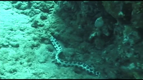 Snowflake1 Video stock 80544677