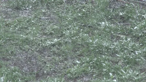 Snowflakes against the backdrop of fresh spring green grass  a sharp change i Video stock 311057159