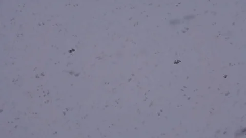 Snowflakes are dancing against white day sky background. Winter time blizzard. Видео 71006253
