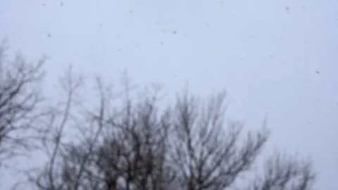 Snowflakes are falling from sky in slow motion. Trees on background. Snowfall on Video stock 128231714