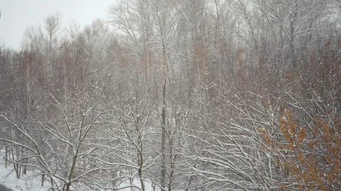 Snowflakes are falling in the snow. Bare trees in the snow. Video stock 100238576