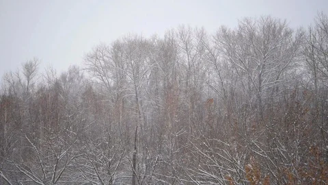 Snowflakes are falling in the snow. Bare trees in the snow. Stock Footage 100238858