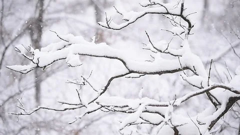 Snowflakes are seen falling during a heavy snowfall Stock Footage 71277839