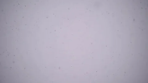 Snowflakes are seen falling during a heavy snowfall Vidéo 71277901