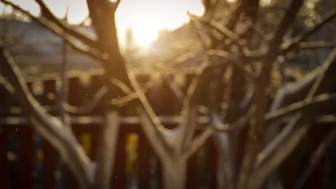 Snowflakes on the background of the garden Stock Footage 146051445