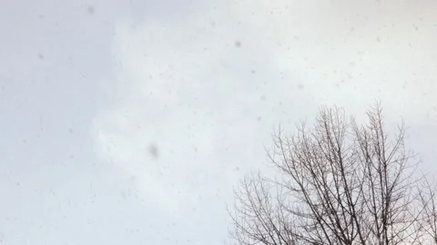Snowflakes background. Heavy Falling snow and tree on white sky background close Stock Footage 156524217