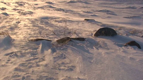 Snowflakes blown by wind at sunset - tilt down Stock Footage 52089939