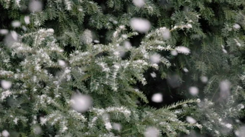 Snowflakes dance through evergreen trees in a serene winter landscape captured Video stock 295420109