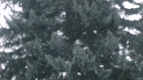 Snowflakes fall against the background of snow-covered fir trees Stock Footage 195838301