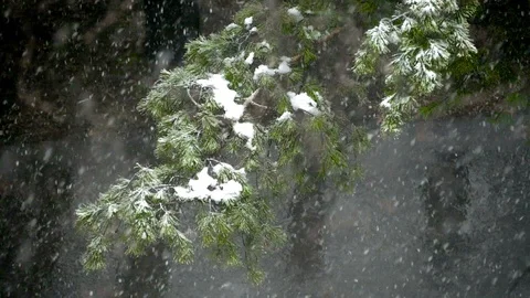 Snowflakes fall on the background of pine branches. Stock Footage 107045925