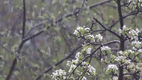 Snowflakes fall on blooming pear branches harming harvest Stock Footage 129496514