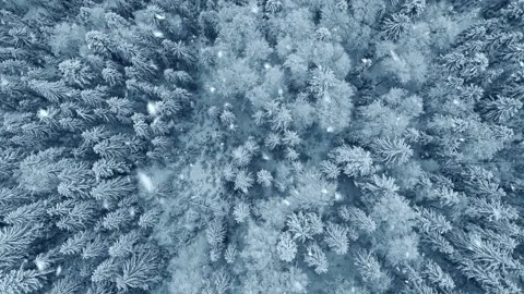 Snowflakes fall on branches of frozen trees in winter forest. Snowy winter 스톡 동영상 237880498