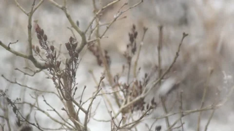 Snowflakes fall on a dried tree in the beginning of winter. Stock Footage 91442532