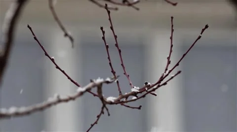 Snowflakes fall in the garden over bare branches of a tree behind window 01 Stock Footage 59556122