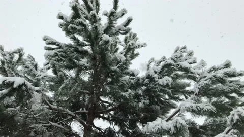 Snowflakes fall on maritime pine branches in forest Stock Footage 144890950