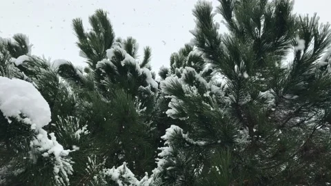 Snowflakes fall on maritime pine branches in forest Stock Footage 144893705