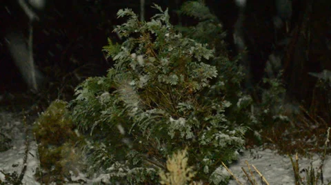 Snowflakes fall at Night Stockbeeldmateriaal 33403674