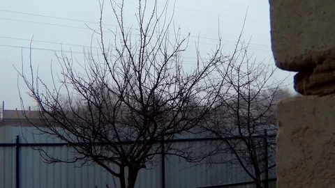 Snowflakes fall from the sky to the garden Stock Footage 74384610