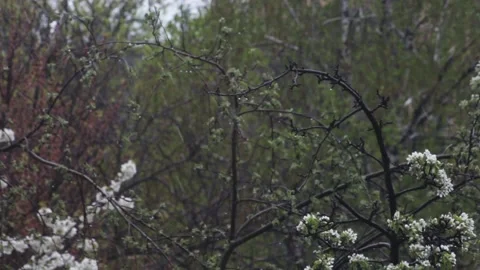 Snowflakes fall slowly and envelope blossoming pear tree Stock Footage 135371863