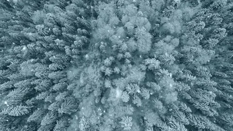 Snowflakes fall on snow-covered trees in winter forest in mountains. Winter Video stock 154027678