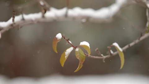 Snowflakes fall - snow on dead leaves Stock Footage 259619357