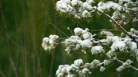 Snowflakes fall - snow on pine trees Stock Footage 259619561