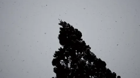 Snowflakes fall. Snow plot Stock Footage 218944889