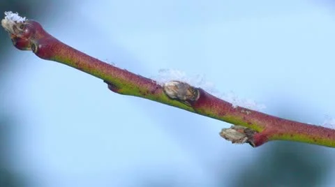 Snowflakes fall on a tree branch. Macro. 库存影片 21735869