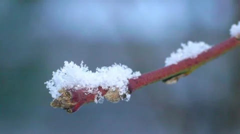 Snowflakes fall on a tree branch. Macro. Stock Footage 21736061
